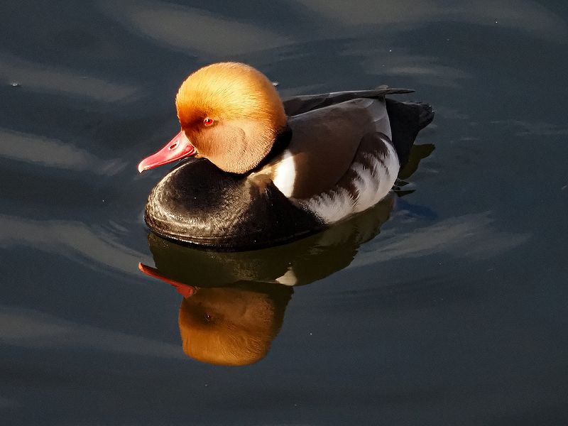 красноносый нырок фото превью