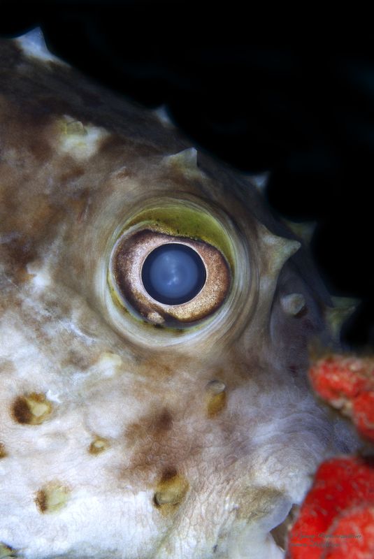 подводное фото подводный мир хургада египет жогло zhoglo красное море Глаз фото превью