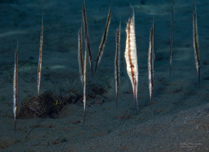 подводное фото подводный мир хургада египет жогло zhoglo красное море Вертикальные рыбки фото превью