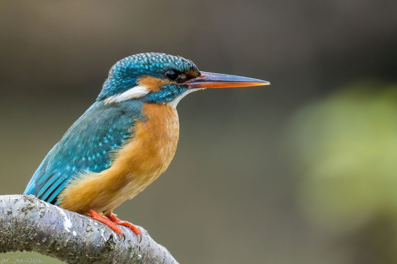 Kingfisher фото превью