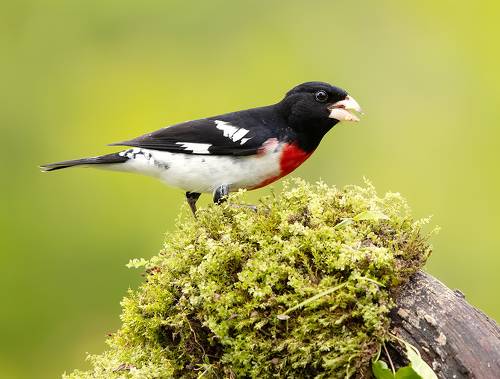 Красногрудый дубоносовый кардинал - Rose-breasted Grosbeak