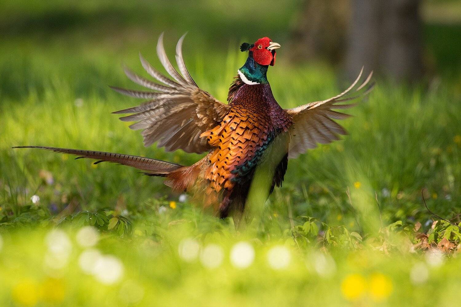 , Robert Adamec