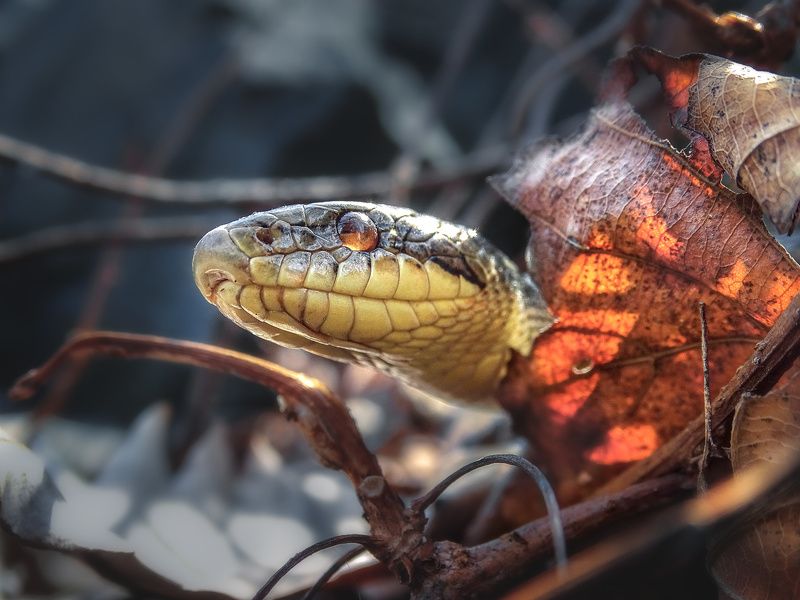 змея, полоз, лист, выглядывает Любопытный полоз фото превью