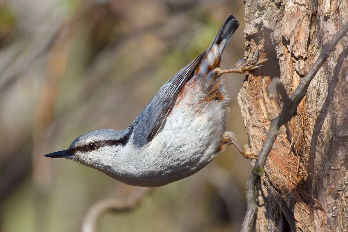 птицы, поползень, birds, wildlife, nuthatch, Алексей Юденков