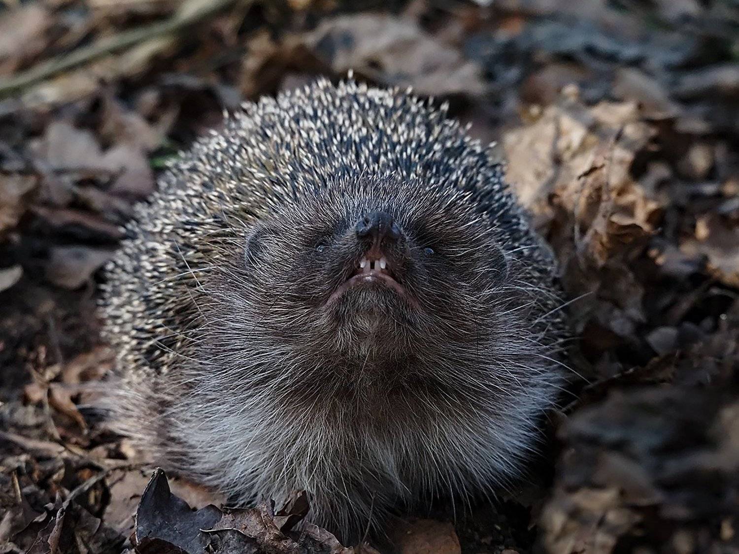 , Сергей Духанин