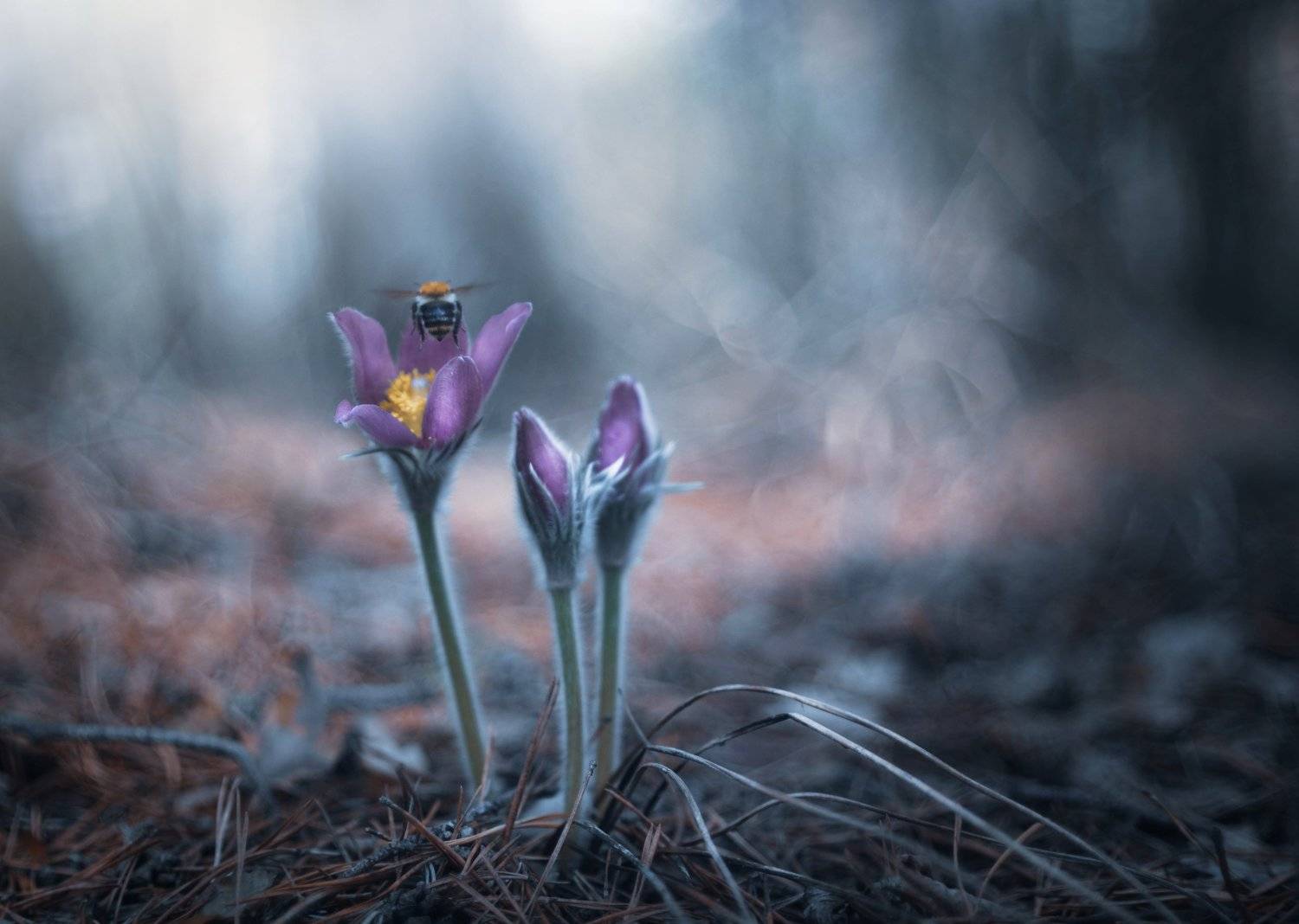 , Лапшина Владлена