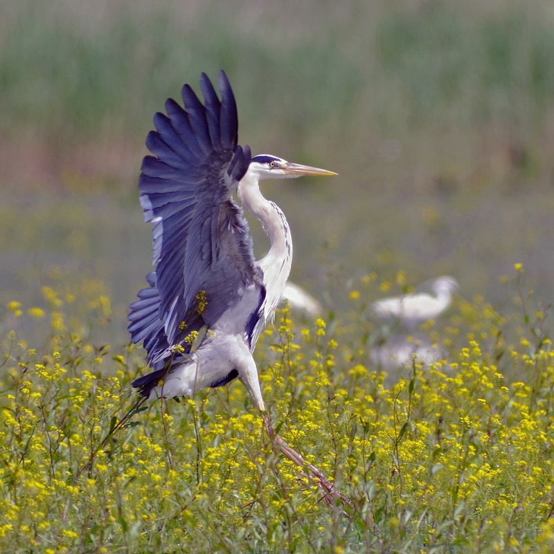 Грация фото превью