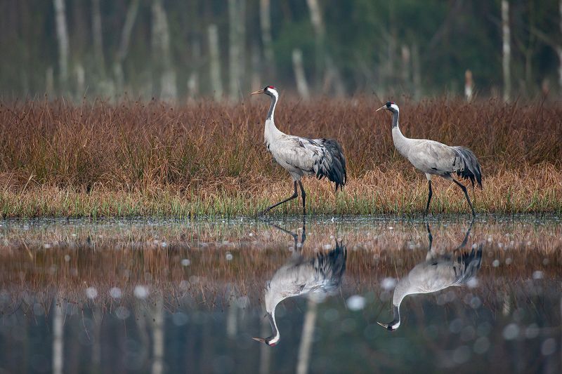 Mirror фото превью