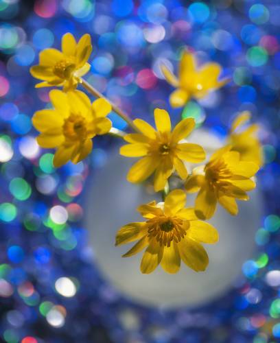 Весенний сон