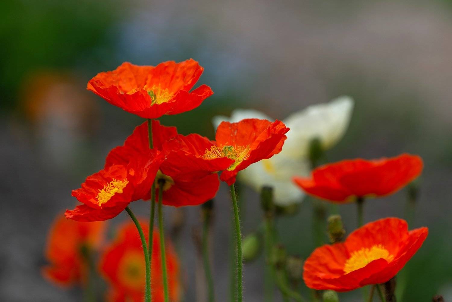 , Кирина Елизавета