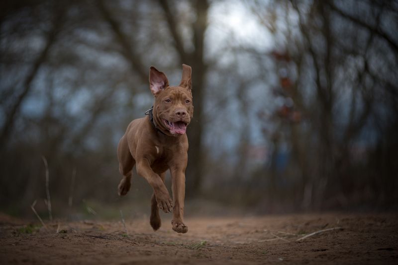 великий новгород, собаки, питбультерьер Юта фото превью