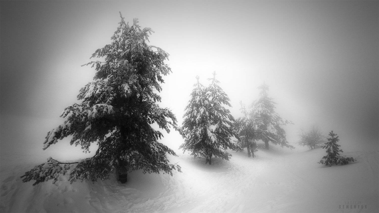 крым, ай-петри, сосны, снег, метель, мороз, деревья, минимализм, ч/б, landscape, blizzard, trees, minimalism, b/w., Семенюк Василий