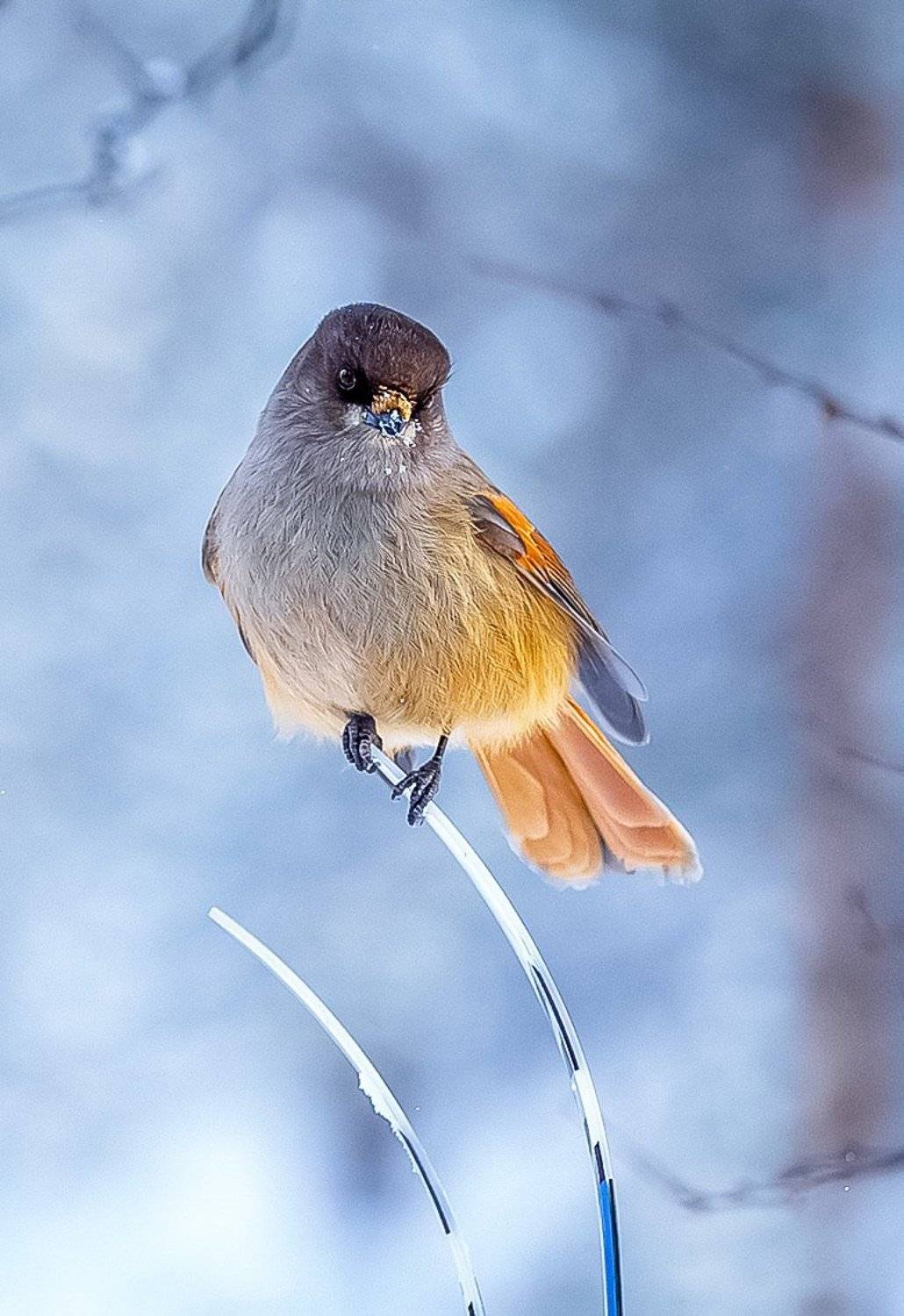 , Наталья Ермохина