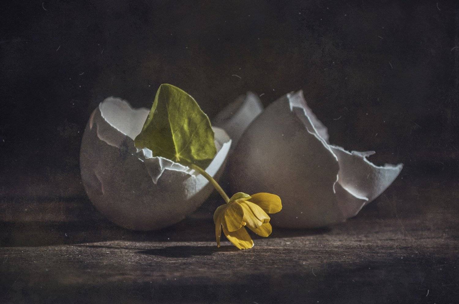 яичная скорлупа,цветок,темный,текстура,пыль,вялость, Владимир Володин
