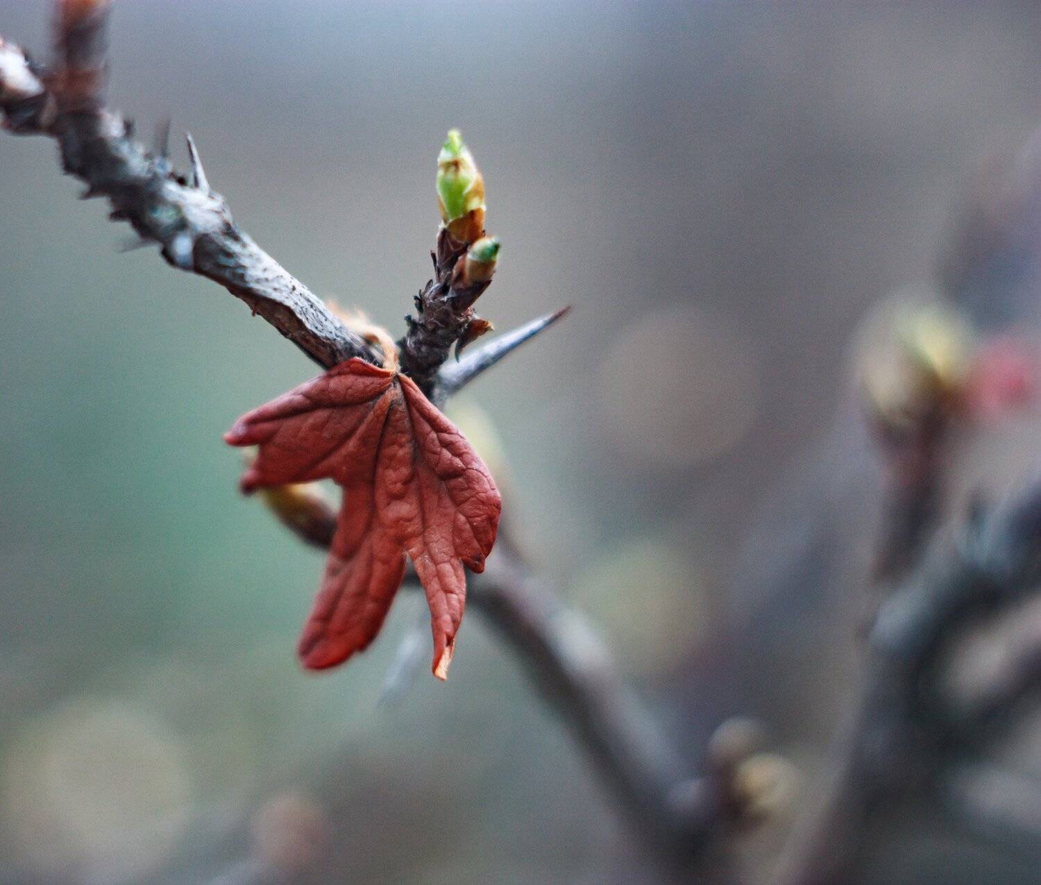 , Лариса Лофицкая