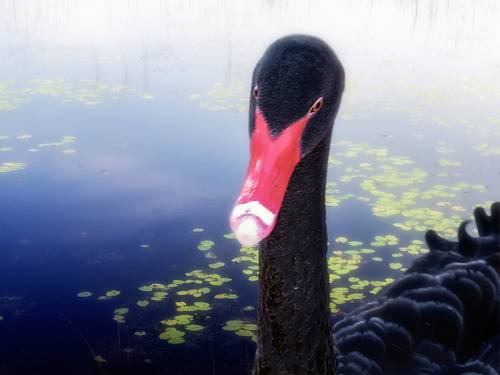 BLACK swans in the blue pond water - a bird, animals in the wild