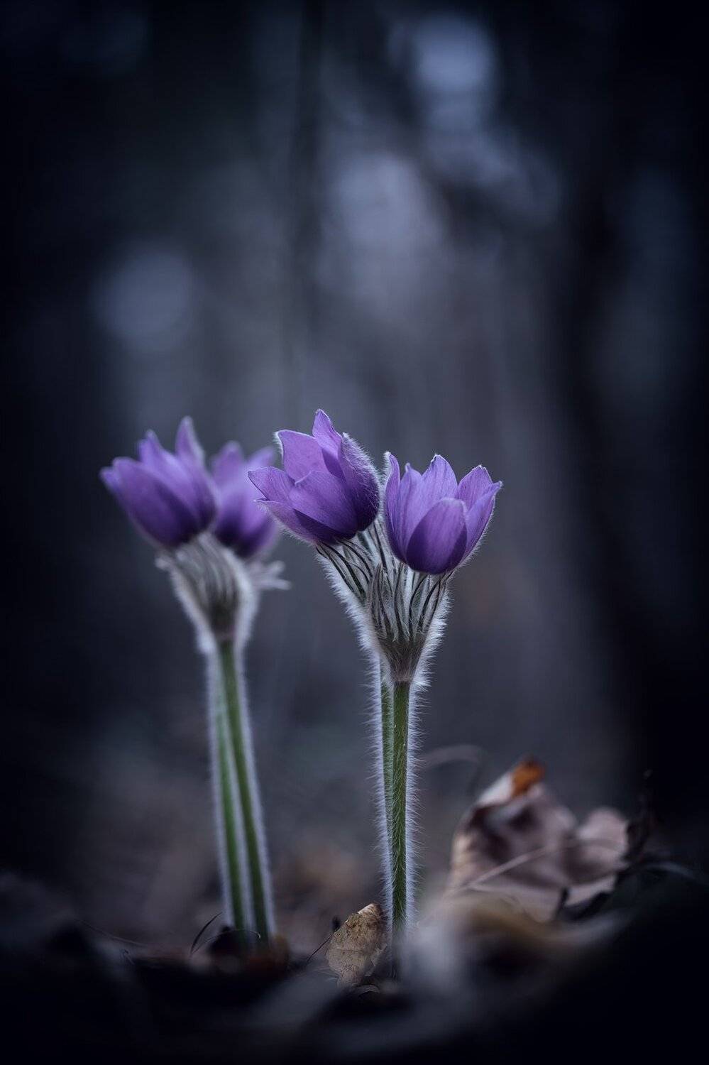 , Кузнецов Дмитрий