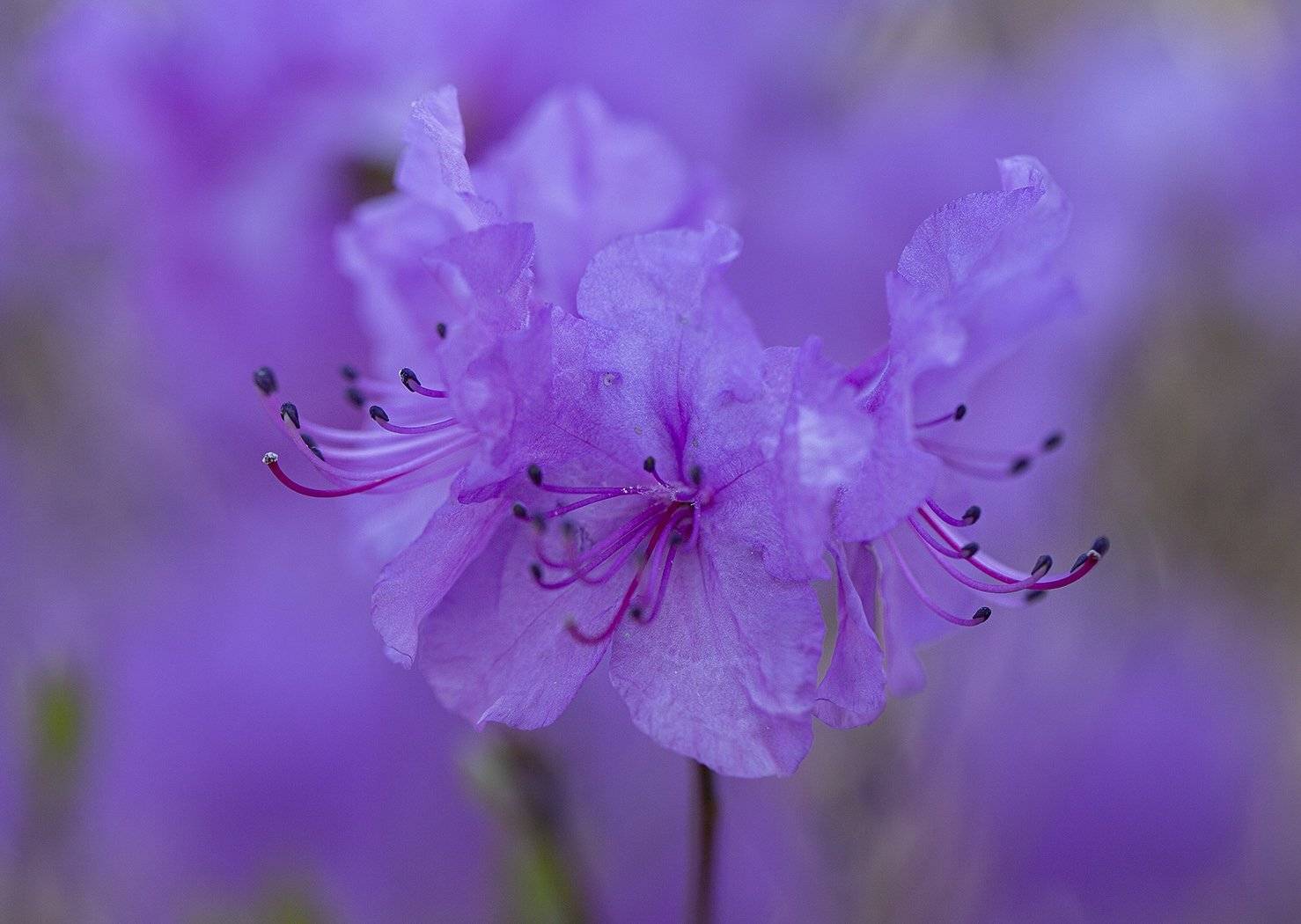 рододенрон  апрель владивосток, Евгений Слободской