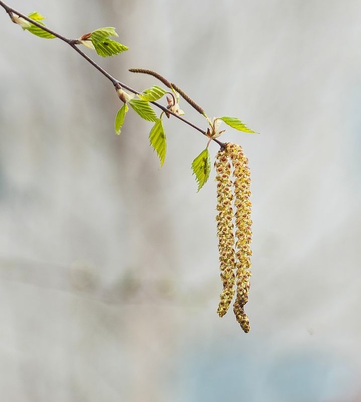 Серёжки от берёзки фото превью