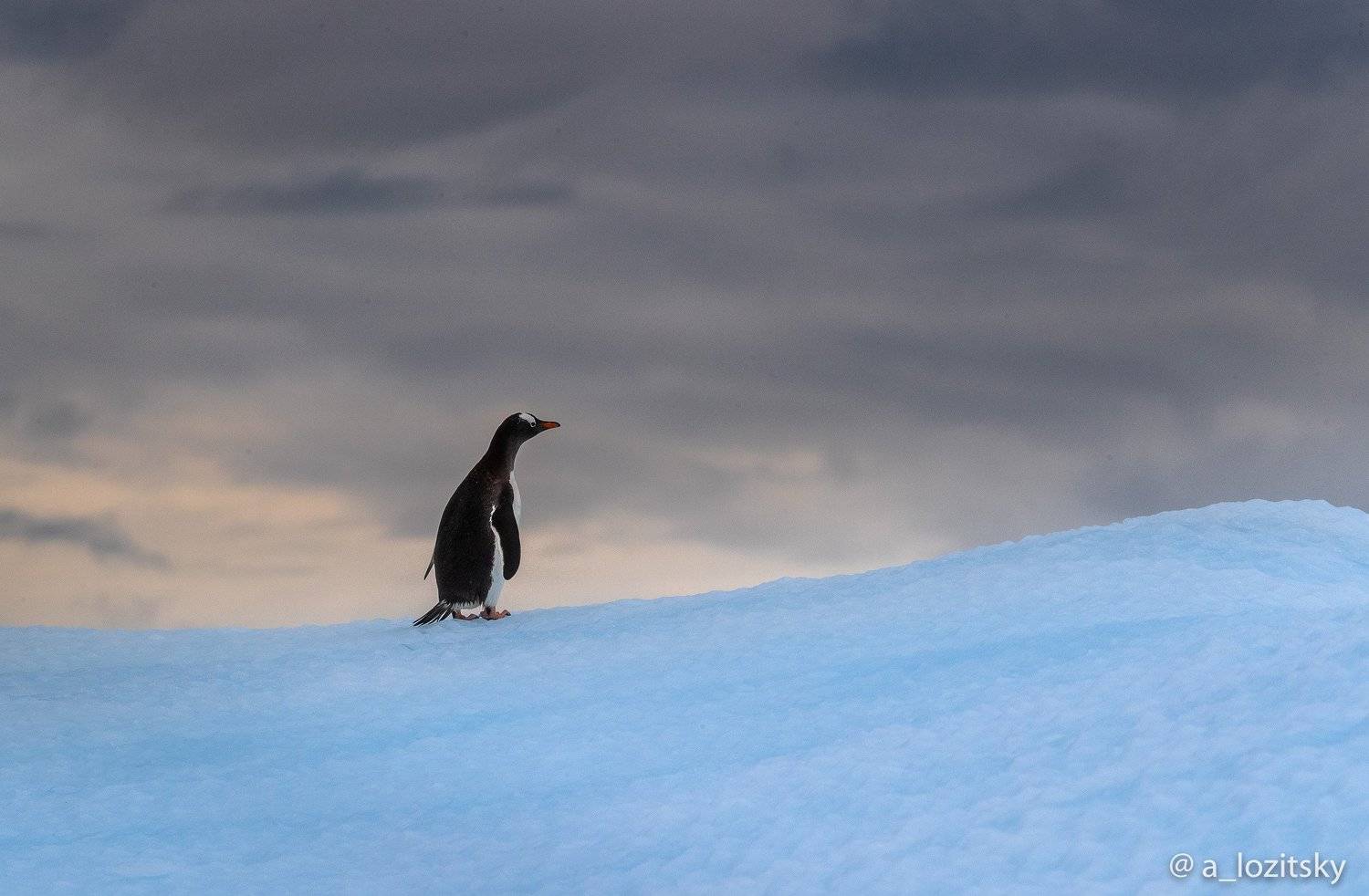 , Александр Лозицкий