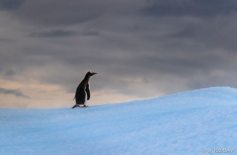 Loneliness фото превью