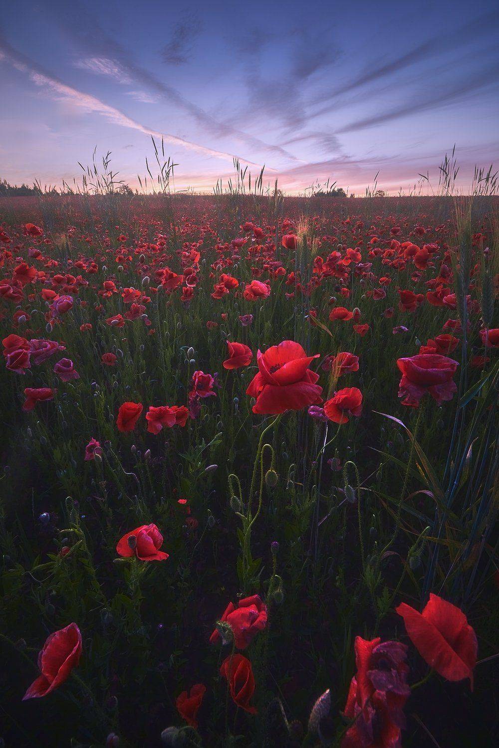 маки, Антон Кононов