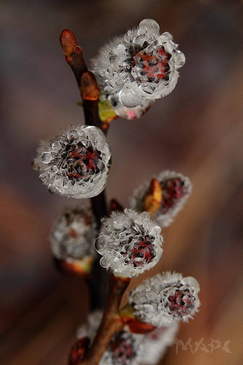 макро верба дождь весна апрель, Шангареев Марс