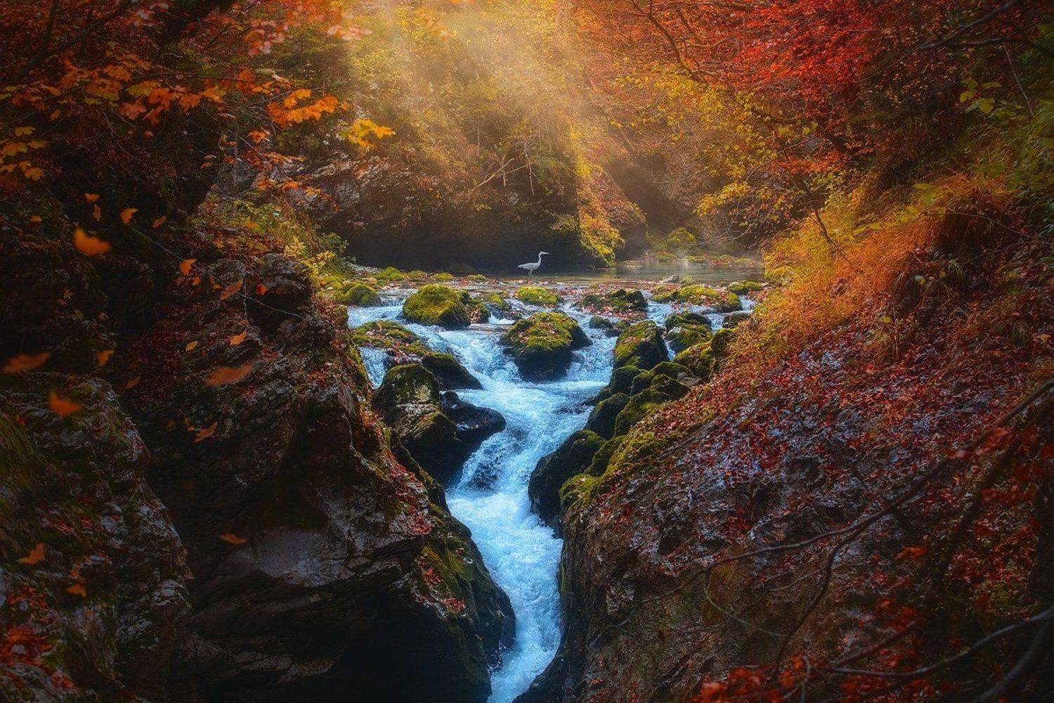 slovenia, landscape, autumn, grey, heron, forest, tree, creek, river , Roberto Pavic