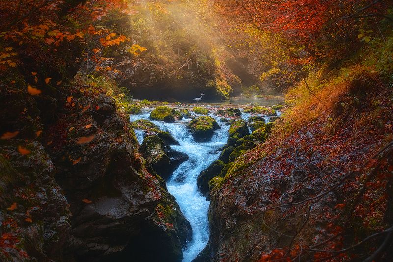 slovenia, landscape, autumn, grey, heron, forest, tree, creek, river  korita mostnice фото превью