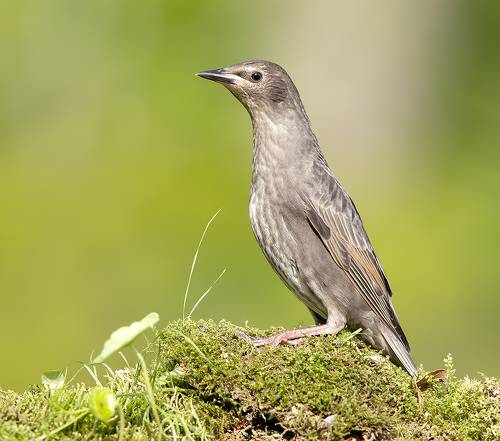 Обыкновенный скворец - European Starling