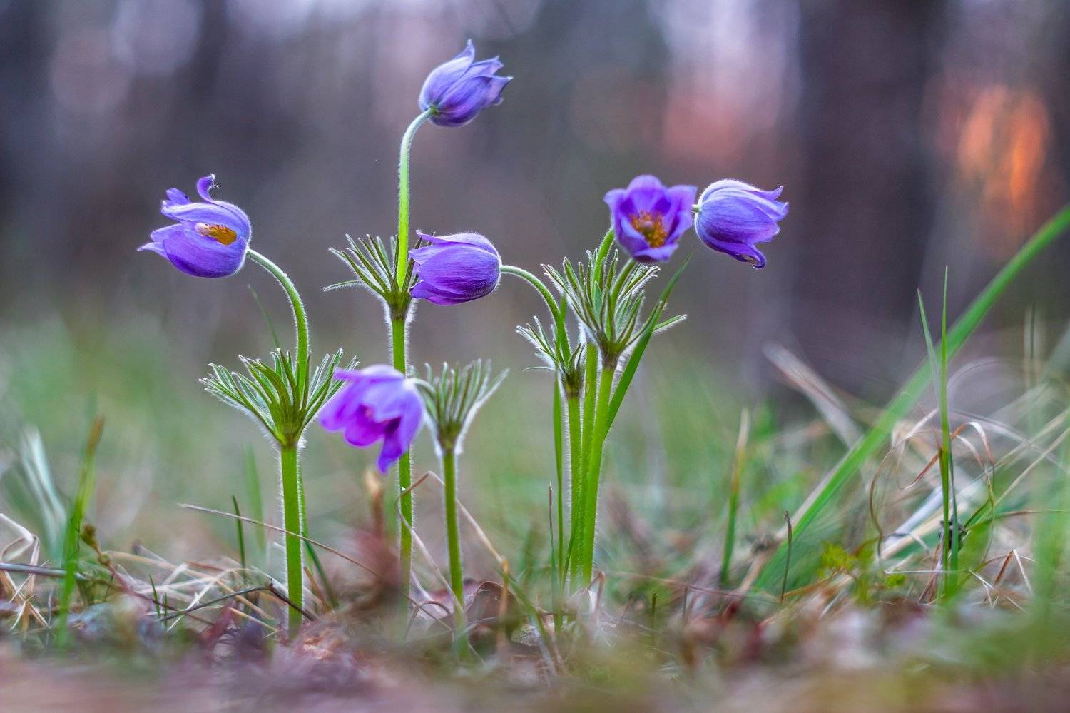 сон-трава, первоцвет, лес, заповедник, весна, Руслан Востриков