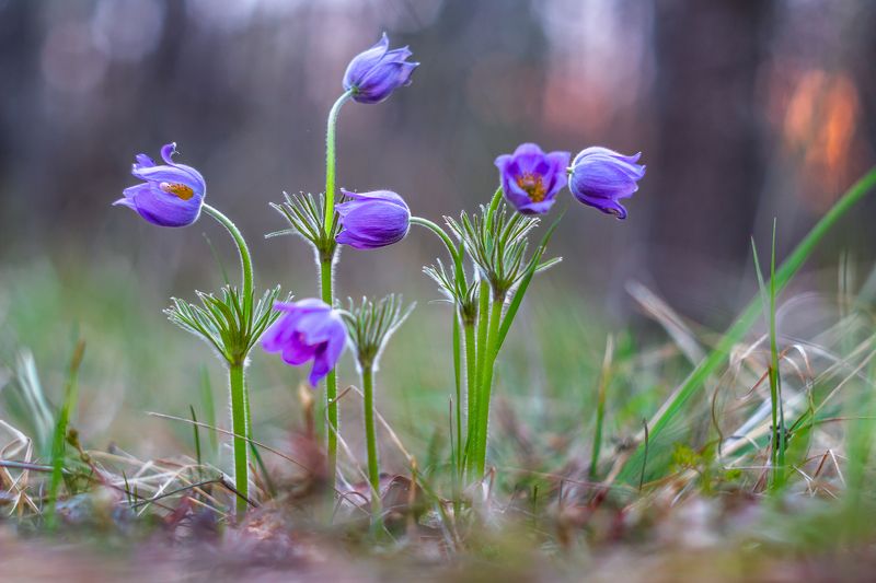 сон-трава, первоцвет, лес, заповедник, весна  фото превью