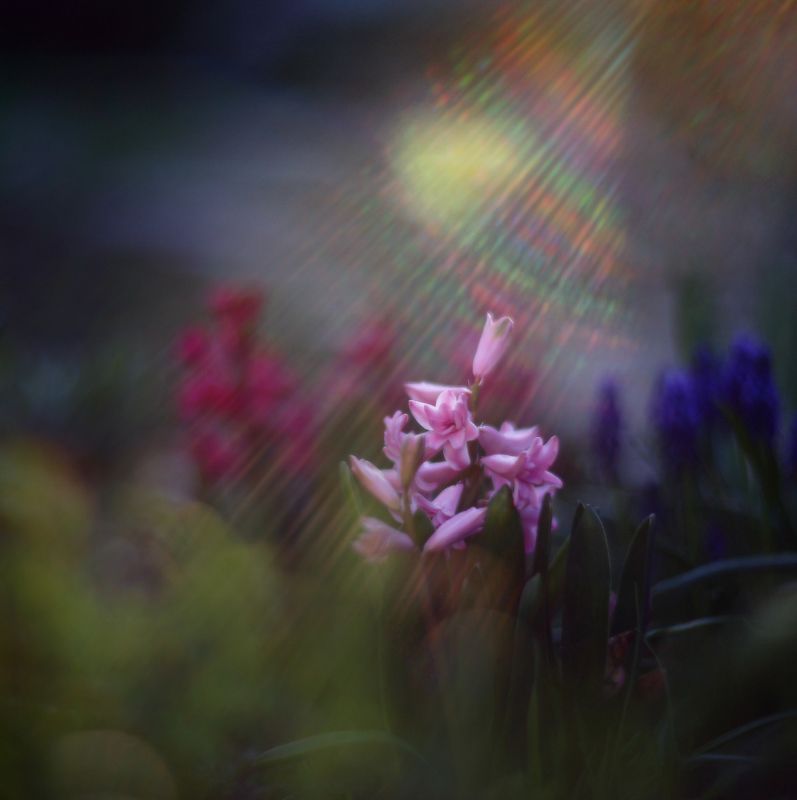 вечер, апрель, весна, лучи, свет, цветы  фото превью