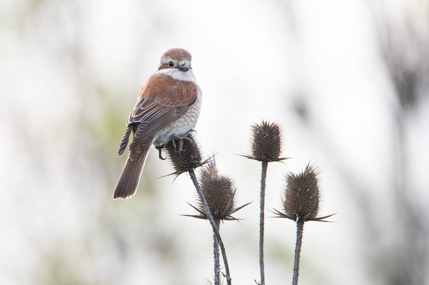 птицы, сорокопут, Цветков Сергей
