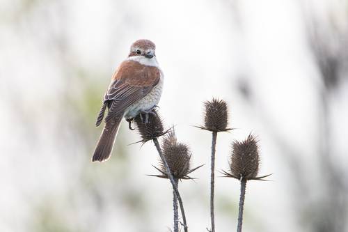 Цветы любят все