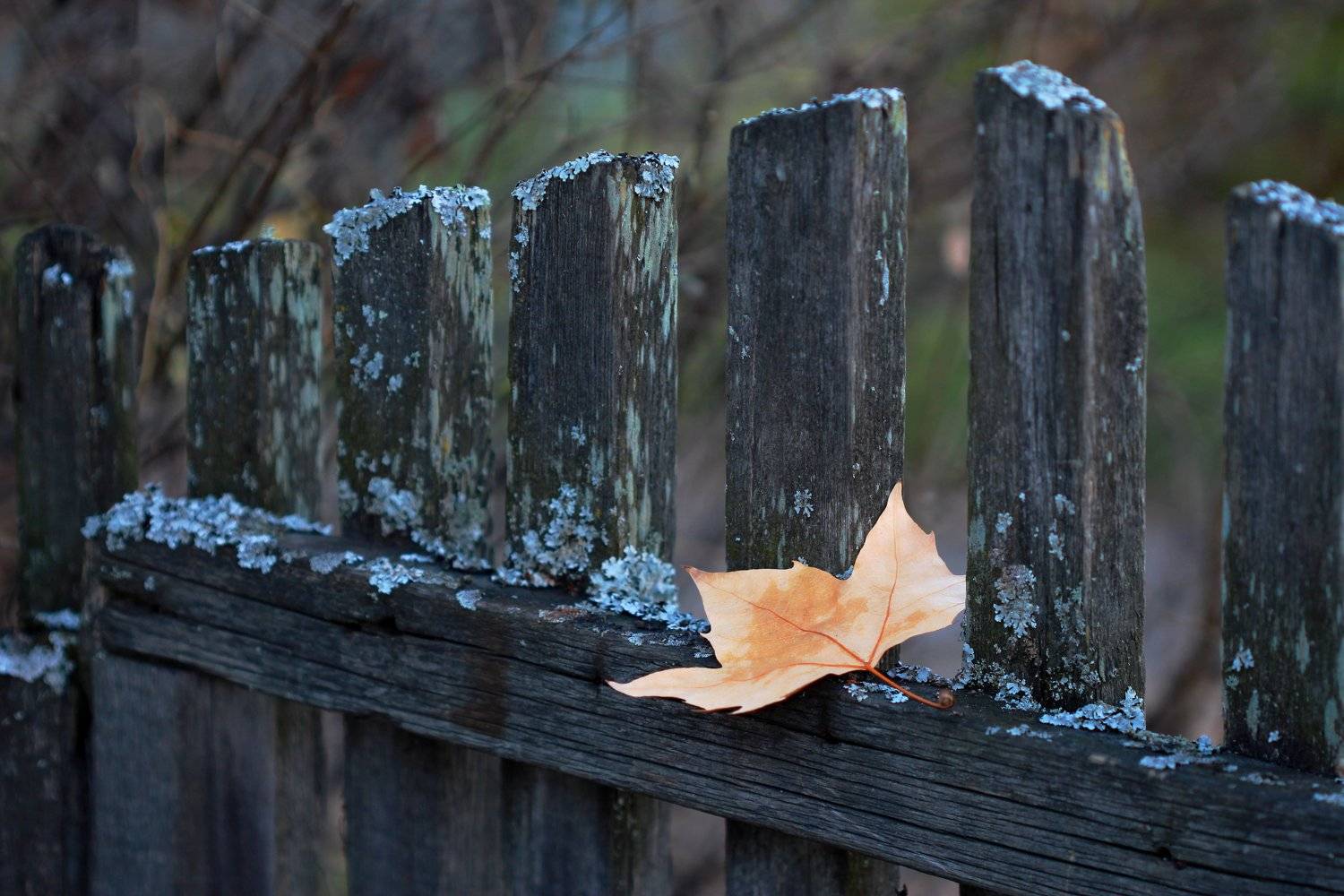 , Наталья Казанцева