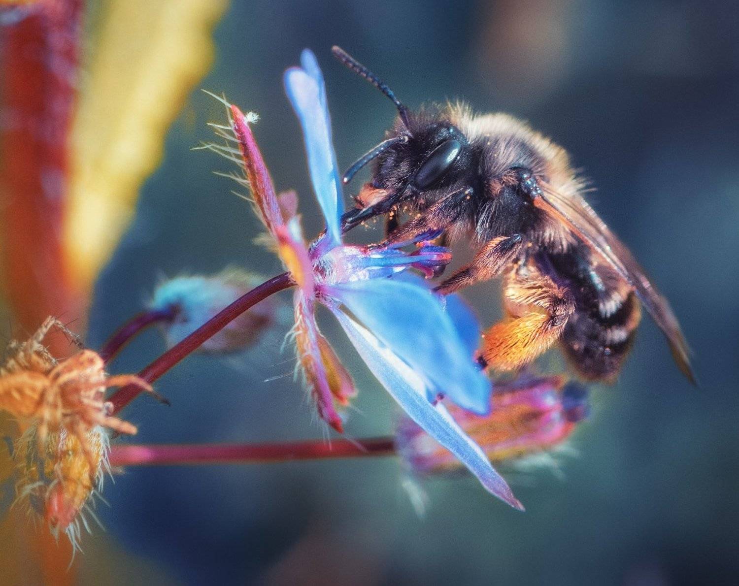 , Алексей Агеев