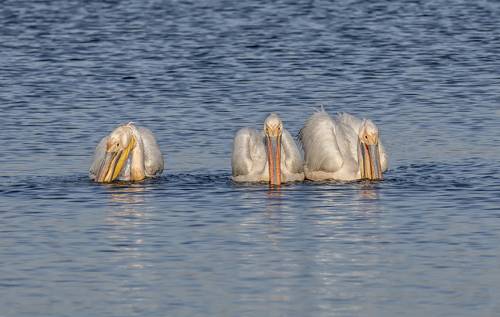 пеликаны розовые ..