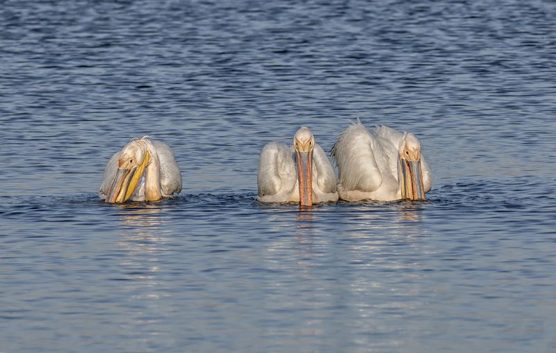 птица, пеликан, озеро, пеликаны розовые .. фото превью