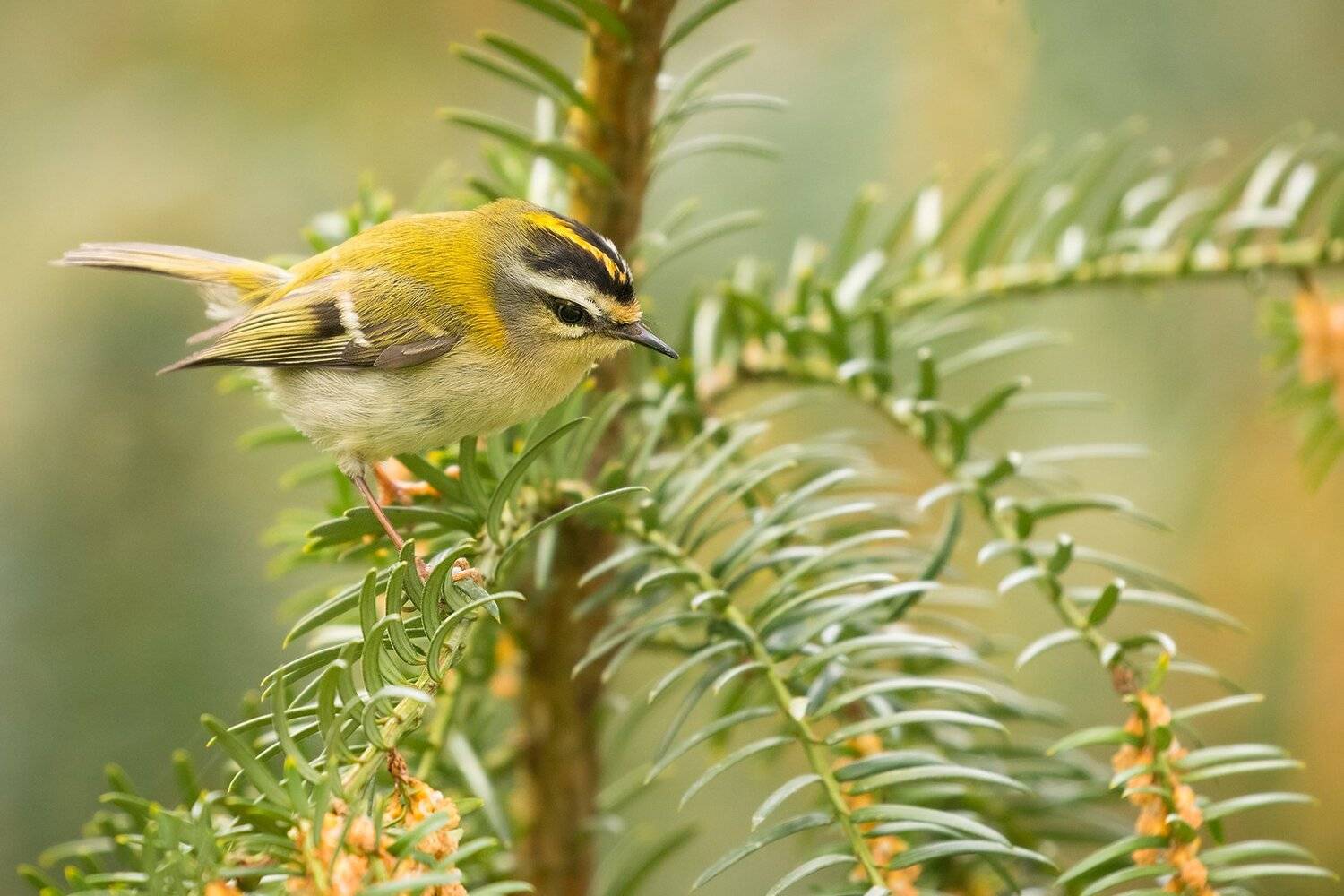 , Robert Adamec