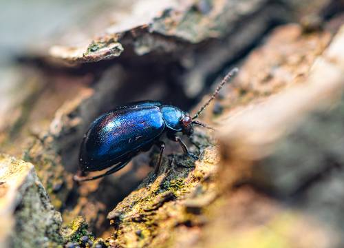 Agelastica alni, the alder leaf beetle