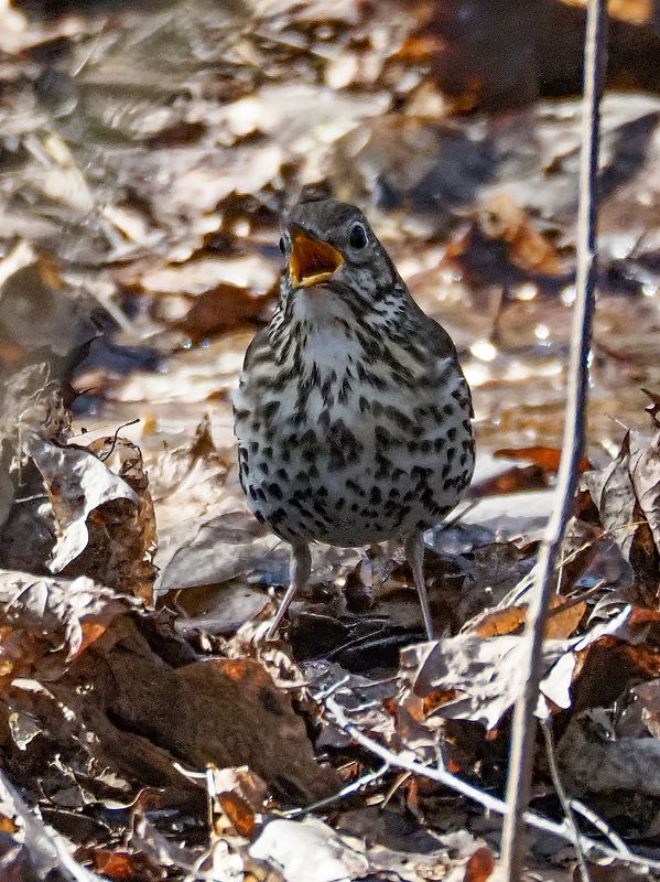 песенка  певчего-дрозда фото превью