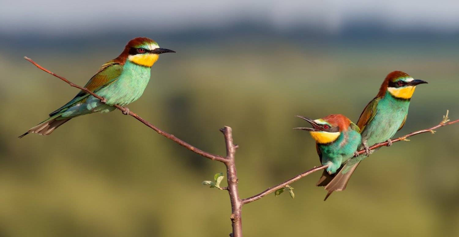 золотистая щурка, птицы, лето, birds, wildlife, bee-eater, Алексей Юденков