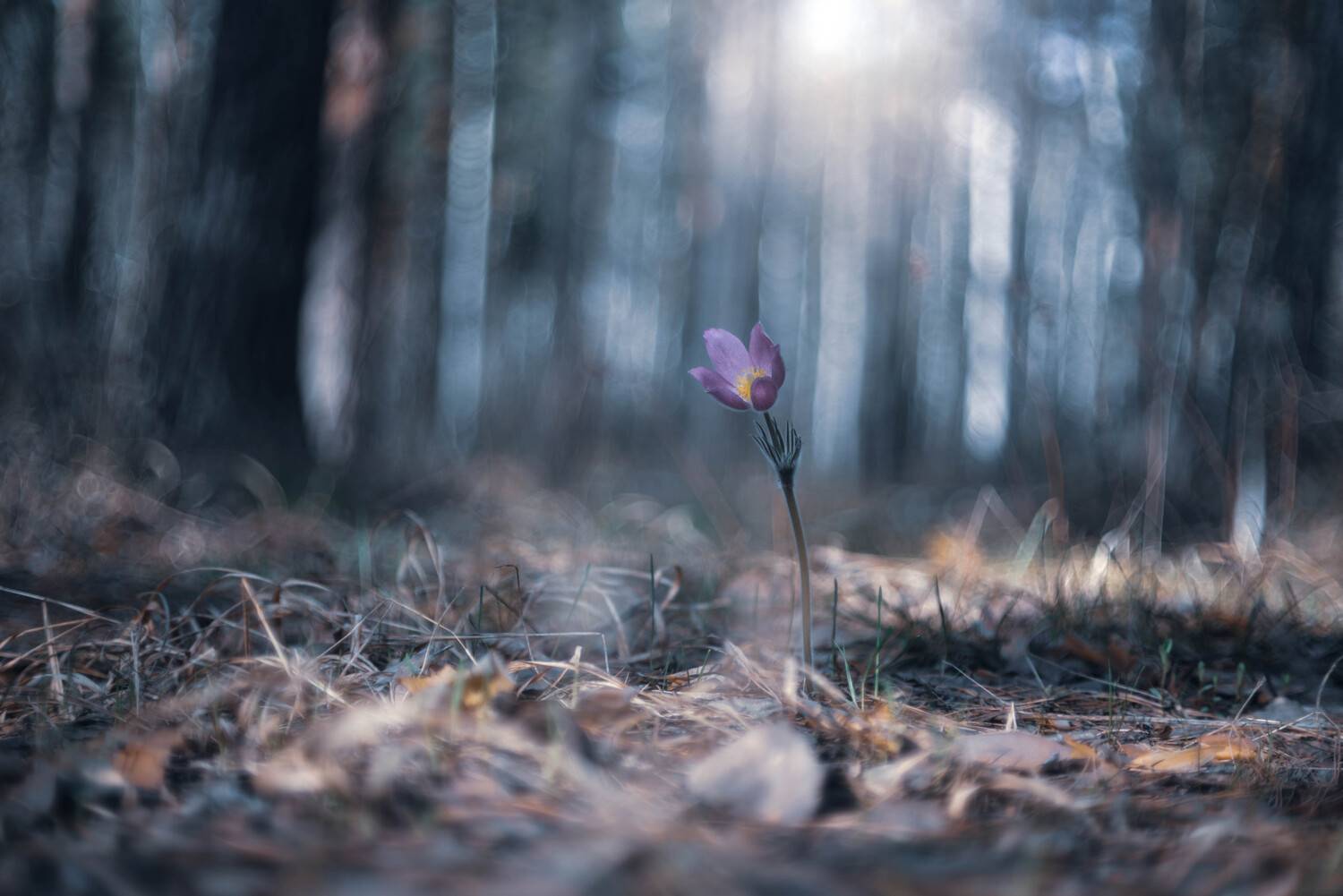 , Лапшина Владлена