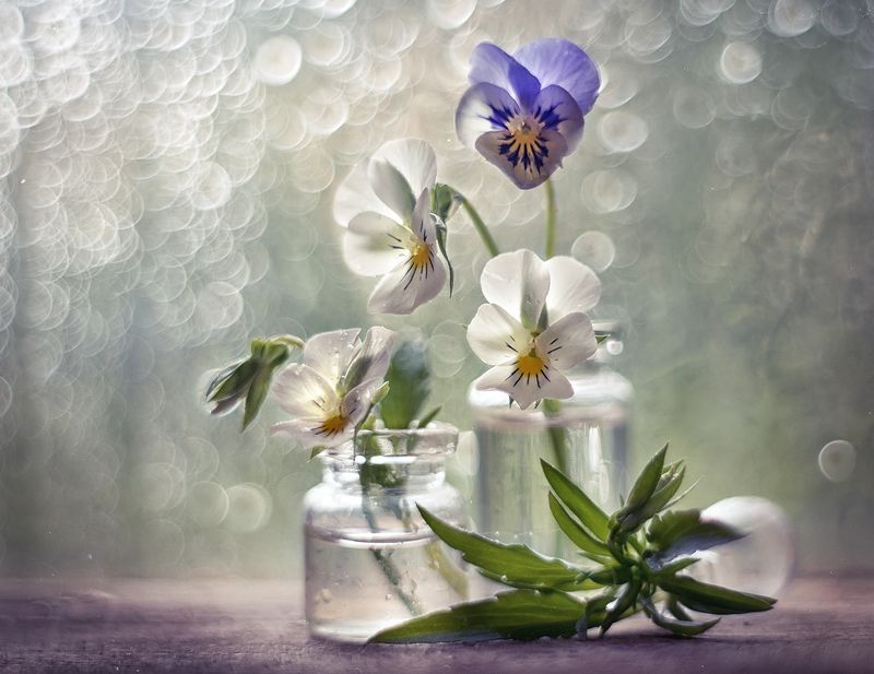 Pansies фото превью