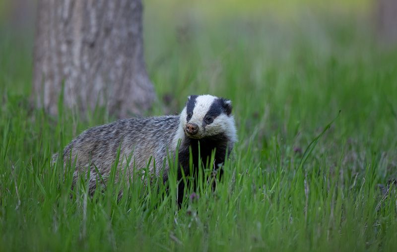 Meles Meles фото превью