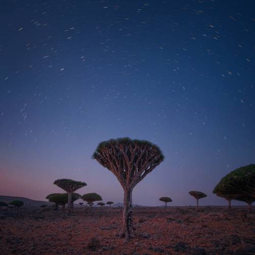 Драконовы деревья Сокотры