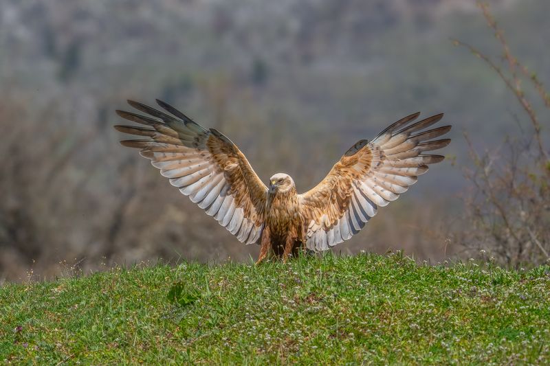 Western marsh harrier (Circus aeruginosus)... фото превью
