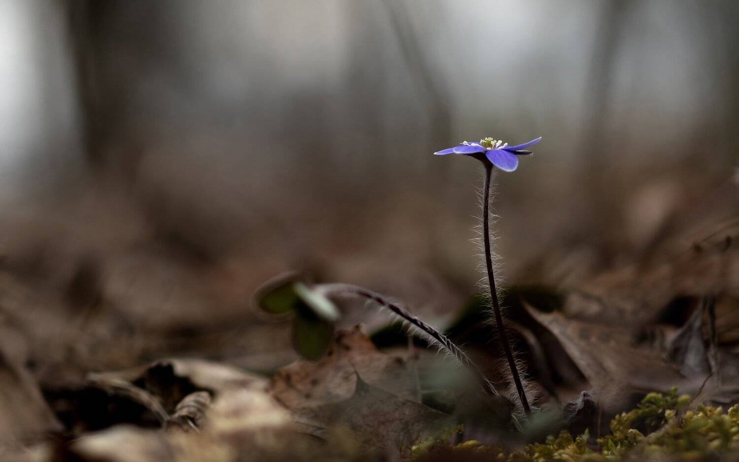 макро,цветы,природа,флора,весна,, Антонина Яновска
