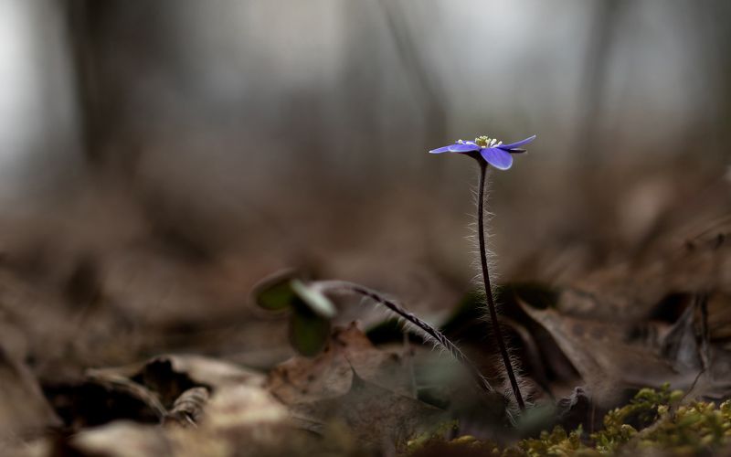 Одиночество фото превью